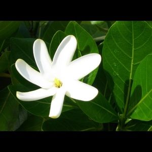Meet your Posher, Leialii